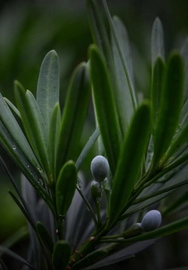 「一波」今日小暑 来一波和小暑有关的唯美图片发朋友圈