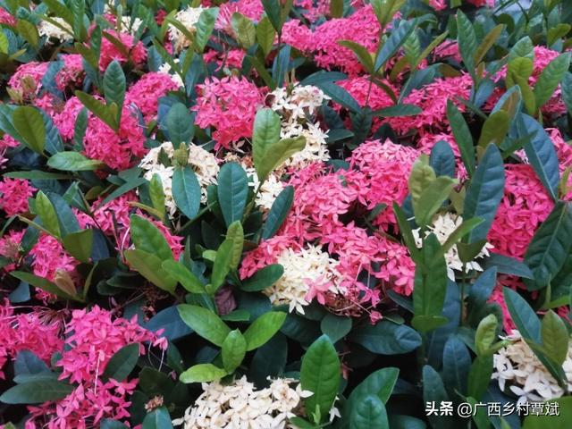 山里@贵州回应山里有龙吟声音的主人到底是谁？