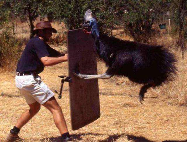 世上最危险的鸟：一脚能踢穿钢板，伤人无数，