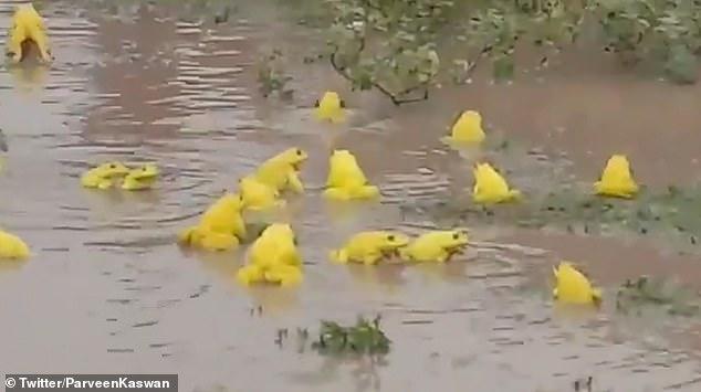 出现|印度水塘出现黄色青蛙 据悉是雄性在雨季交配期为吸引异性而变色