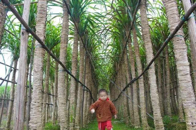 最费人工的甘蔗，木格白玉蔗甘蔗，你见过像树一样的甘蔗吗