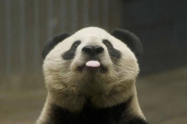 想和熊猫结婚、为看熊猫放弃妹妹婚礼！网友：