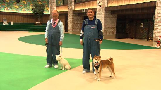 北野武跳舞、志村健弹琴，日本最搞笑的两个男人不会再同框了...