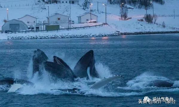 BIG惜败！再牛的方案也比不过一头鲸