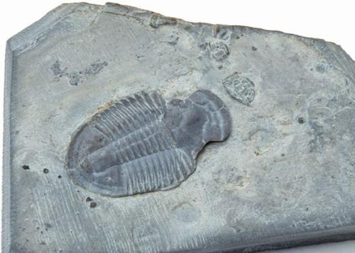 3亿年前三叶虫化石上的人类脚印是不是真的？科学家怎么解释的？