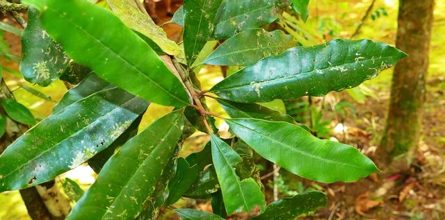 绿色血液的怪异树木，体内含有大量金属，却是