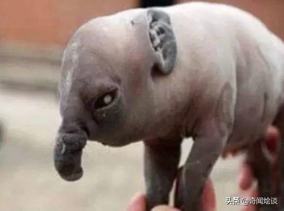 盘点世界七大畸形生物！双头猫、蜥蜴人、双嘴