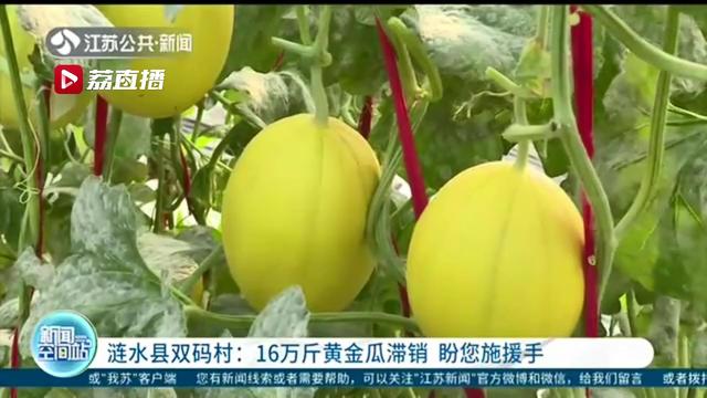 金瓜：盼您施援手 涟水县双码村16万斤黄金瓜滞销