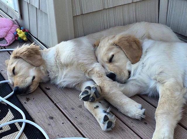 狗狗各種奇葩睡姿，這樣睡真的不累？ 狗狗5種睡姿含義詳解
