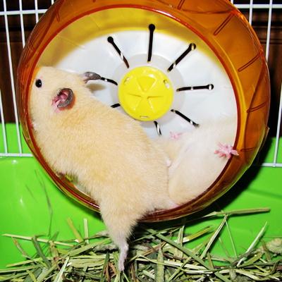 西施熊