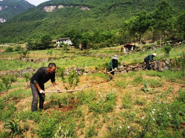 興山縣古夫鎮這名黨員讓30多貧困戶在家門口致富