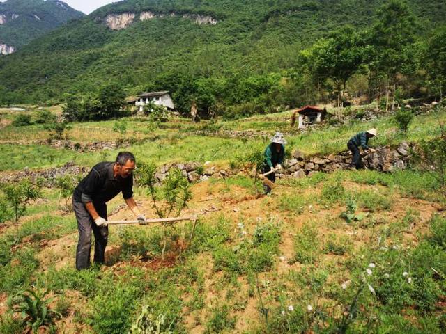 兴山县古夫镇这名党员让30多贫困户在家门口致富