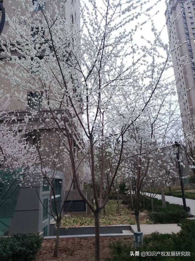 我害怕請了知識產(chǎn)權(quán)公司的人
