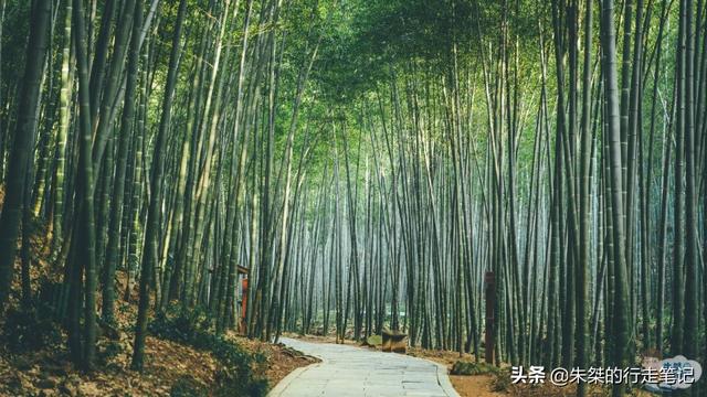 国内最“全”的竹子博物馆 种植竹子389种 是竹乡旅游的王牌景点