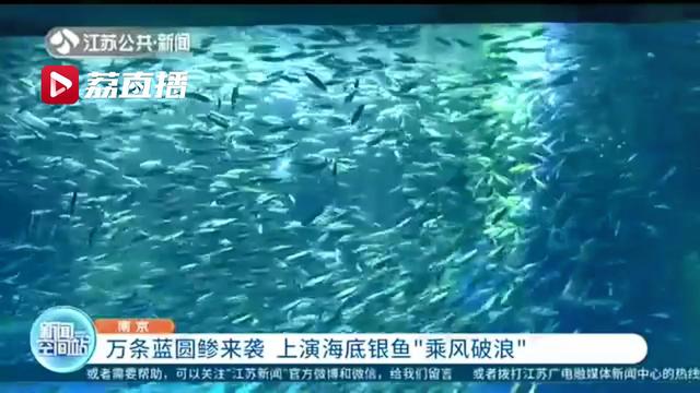 海底@南京海底世界上演海底银鱼“乘风破浪” 万条蓝圆鲹来袭