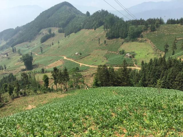 首期花6962万拿地，猫屎咖啡50亿落地云南河口，发展咖啡产业