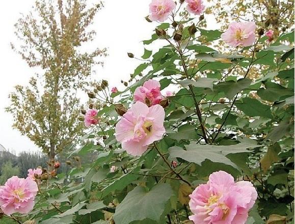 芙蓉树盆景图片大全,鞭蓉叶和芙蓉叶是同一种植物吗?"