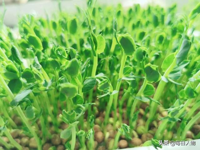 豆苗、番茄、迷迭香，在阳台，你可以种出一百种好滋味