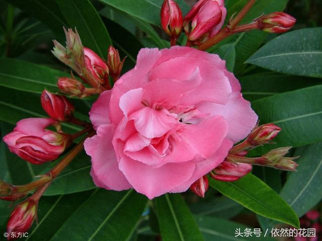 夹竹桃什么时候开花(10例夹竹桃中毒新闻)