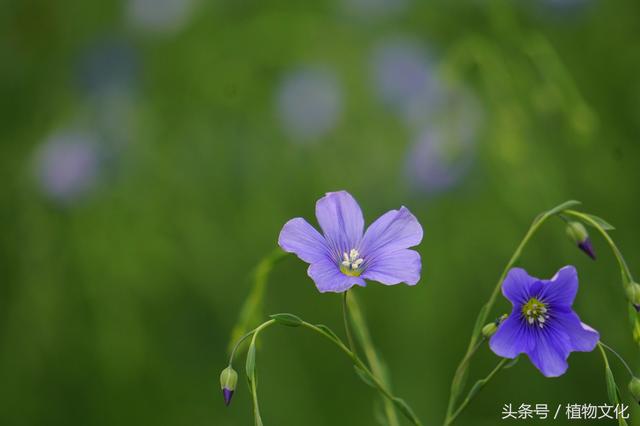 亚麻什么意思(日本亚麻得什么意思)