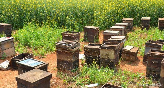 蜜蜂是如何将花蜜转变成蜂蜜的？这个过程很复杂