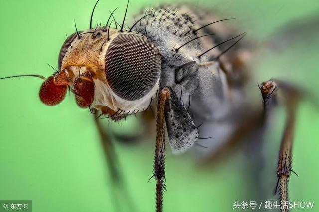 蚊子的寿命有多长？你不在家时它会饿死吗？