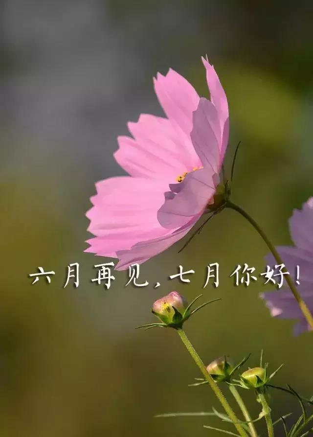 #你好#最美七月你好问候图片 七月早安心语心情短句说说