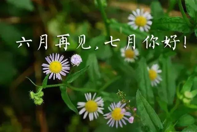 #你好#最美七月你好问候图片 七月早安心语心情短句说说