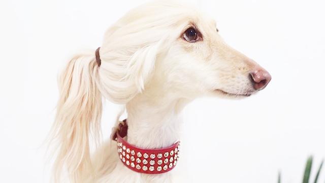 世界上最漂亮狗前十名,世界上最受欢迎的狗品种!_新浪看点