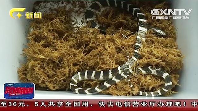 渭南銀環蛇咬人事件
