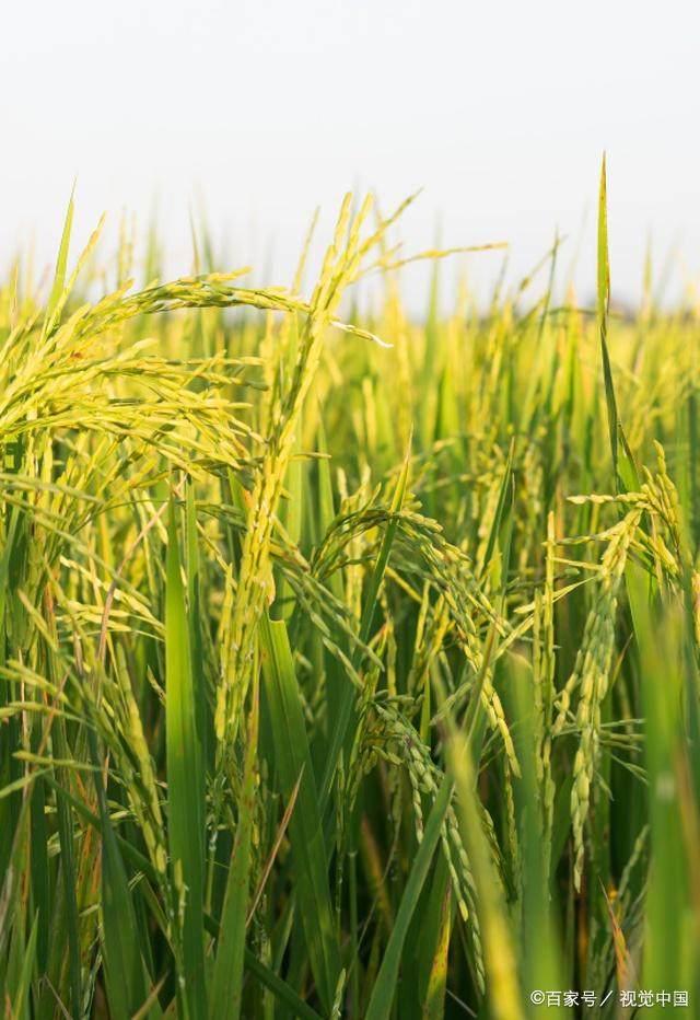 知道大米如何种植出来的吗？快来看看水稻的培育方法吧！
