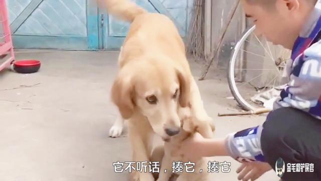 如何教训不听话的仓鼠