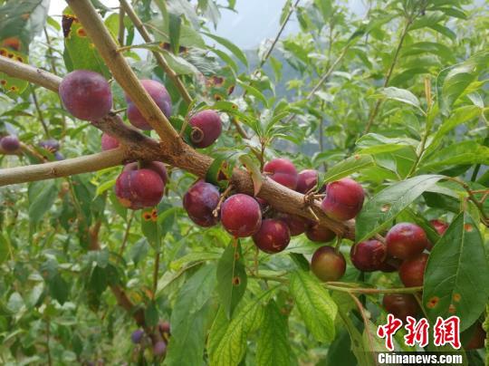 青翠李子
