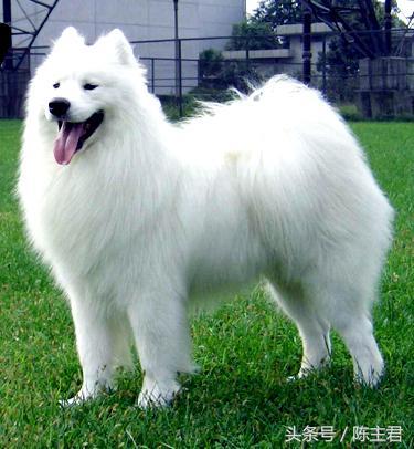 宠物犬名大全及图片