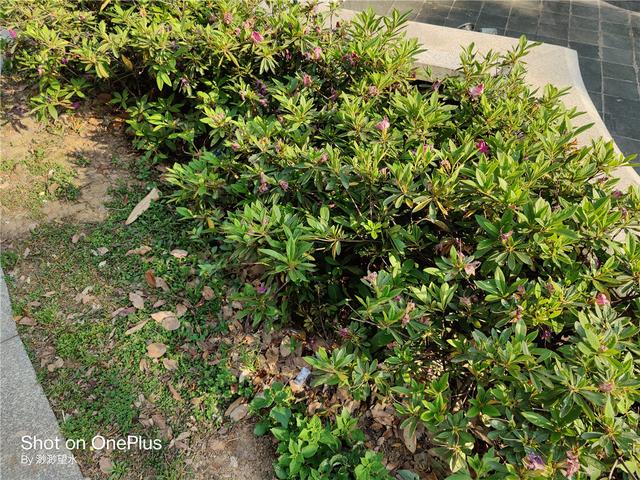 OnePlus 8 Pro深度体验！高素质屏幕下的真安卓旗舰