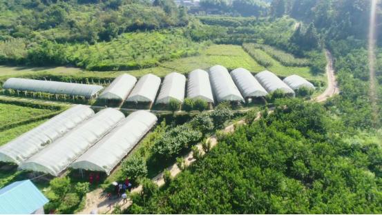 益阳市安化县：新型农业经营主体 助力乡村振兴