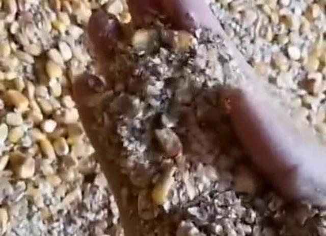 中储粮回应“筛糠”质疑，大国粮仓岂容失守