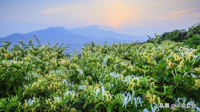 大奖等你拿！第四届“沂蒙花海、金银花乡”金银花暨农民丰收主题摄影大赛征稿开始了……