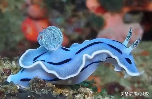 这就是神奇的大自然！这么奇妙的动物我第一次