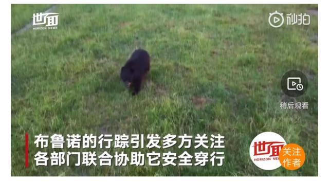 脱单：美国黑熊为脱单徒步650公里 成为新网红