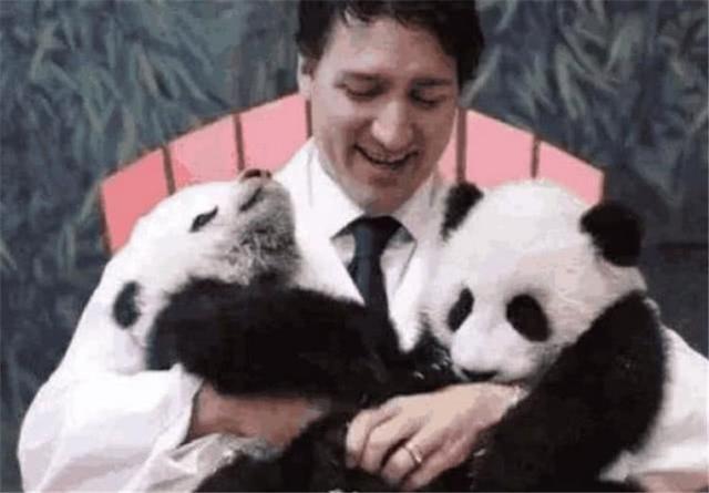 中国不借大熊猫，印度赌气造印度大熊猫，造型奇特惹人发笑