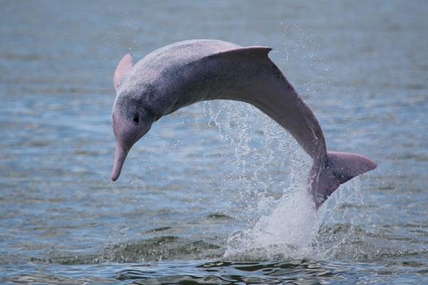 物种百科：中华白海豚