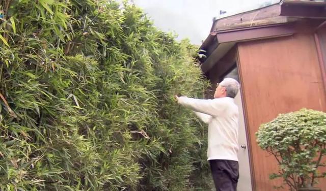 想和熊猫结婚、为看熊猫放弃妹妹婚礼！网友：