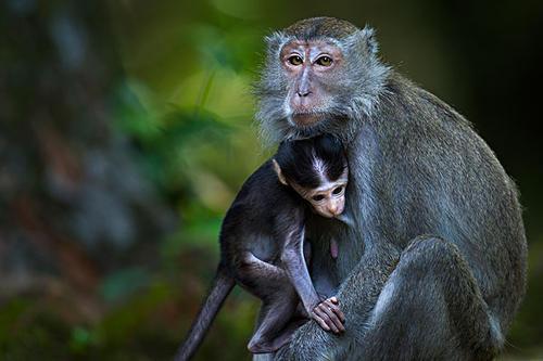 其实猴子的问题反映了对进化的一种误解