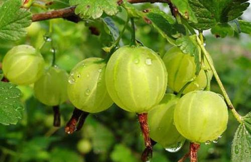 脸上长斑很难看？唯诺雅教你4招帮你有效祛除色斑