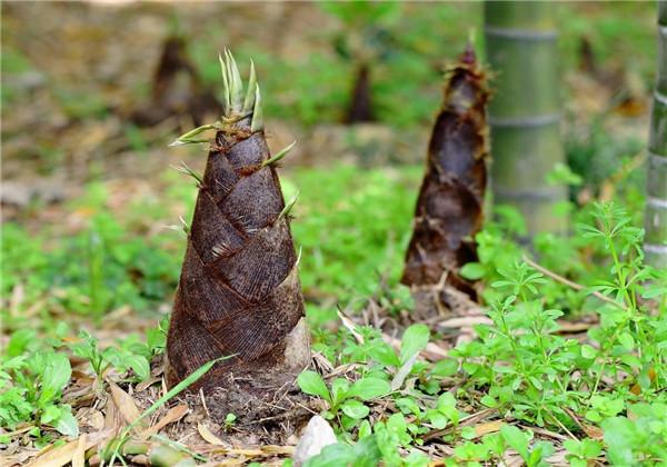 竹筍的栽培技術來看，掌握這些小技巧，讓產量快速提高