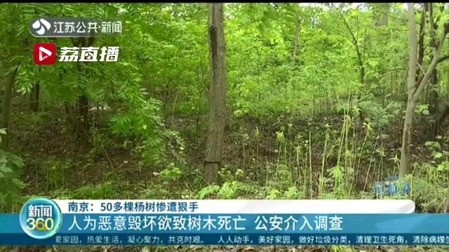 谁这么缺德！南京江北50多棵杨树惨被“黑手”环切：或缺养分供应枯萎而亡