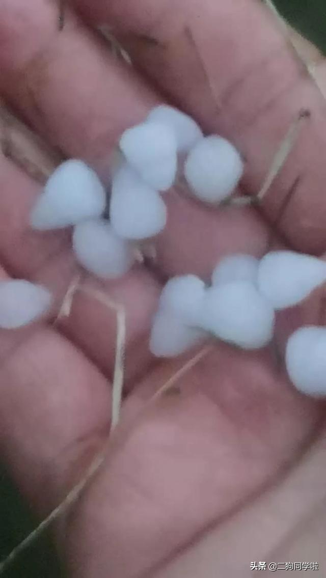 昨晚，山东14市遭遇冰雹天气！最大鸡蛋个头等于