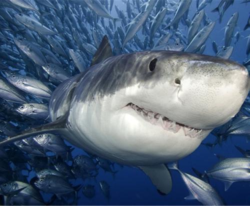没有雄鲨鱼与它发生交配是怎么产下小鲨鱼的呢