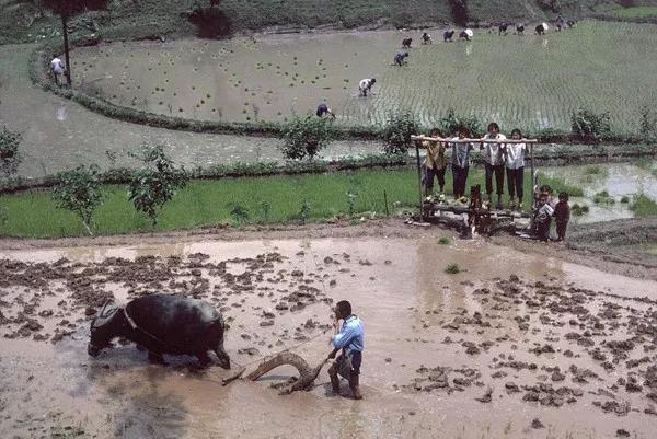 1980年中国农村生活：与世无争，悠然自得，第九张已经成为历史